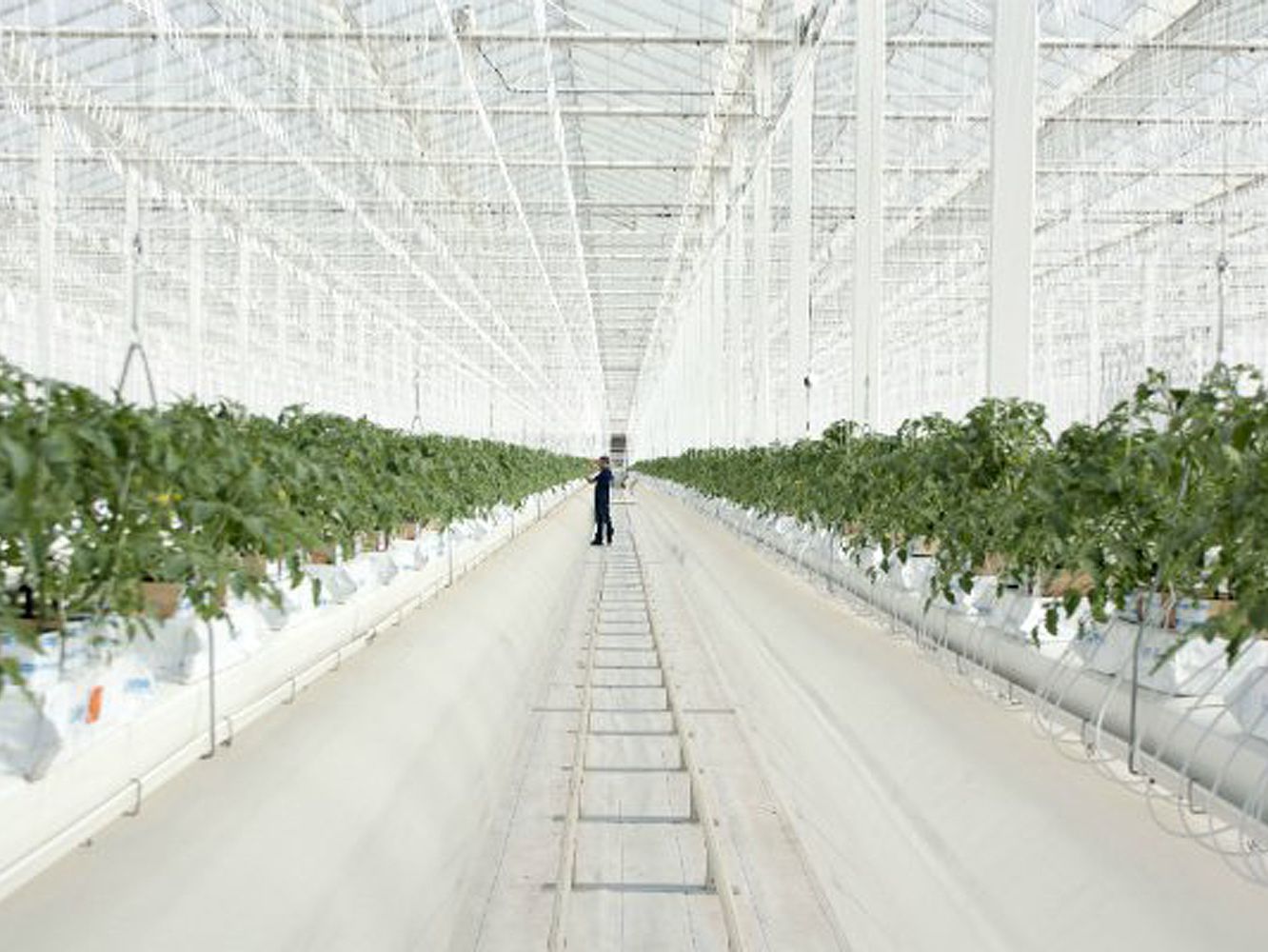 Lumenex™ semi-closed greenhouse